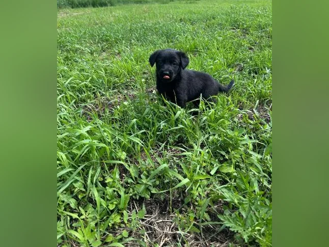 Chiots Sheprador❤️( vaccinés ) thumbnail 3