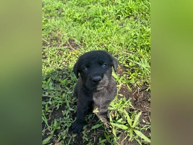 Chiots Sheprador❤️( vaccinés )