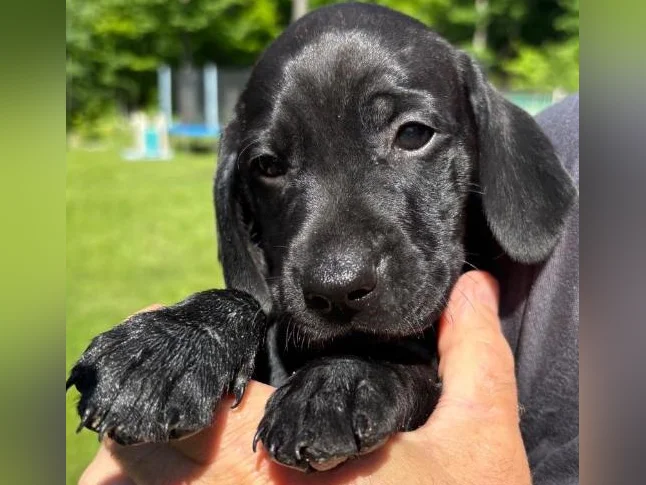 VISZLA PUPPIES FOR SALE - CHIOTS VISZLA À VENDRE thumbnail 2