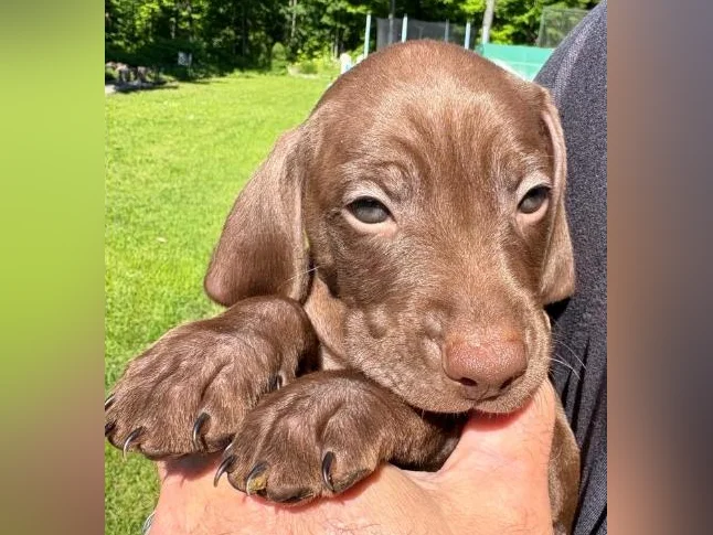 VISZLA PUPPIES FOR SALE - CHIOTS VISZLA À VENDRE thumbnail 3