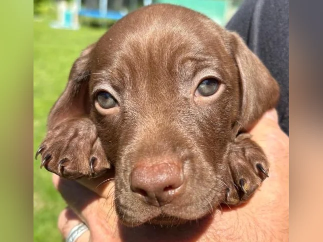 VISZLA PUPPIES FOR SALE - CHIOTS VISZLA À VENDRE