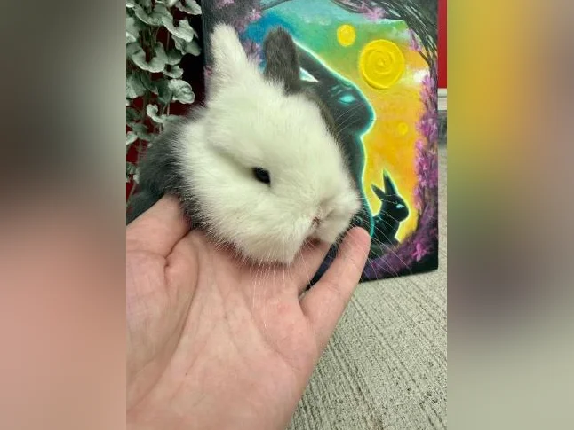 Bébé lapin nain néerlandais(kit départ inclus) thumbnail 3