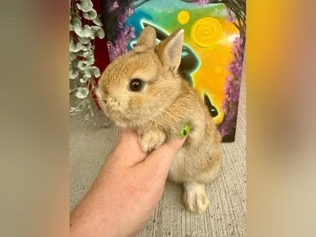 Bébé lapin nain néerlandais(kit départ inclus) thumbnail 5