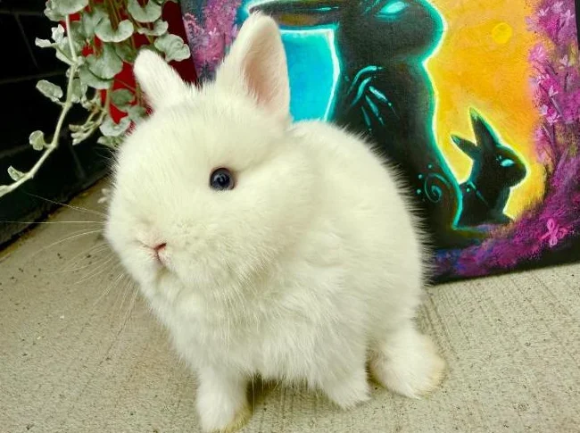 Bébé lapin nain néerlandais(kit départ inclus) thumbnail 4