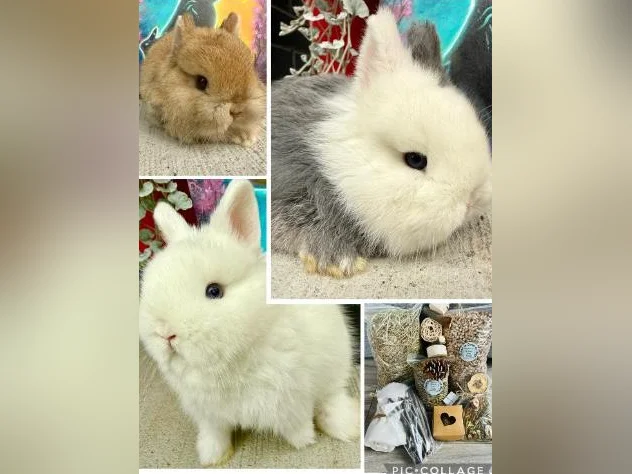 Bébé lapin nain néerlandais(kit départ inclus)