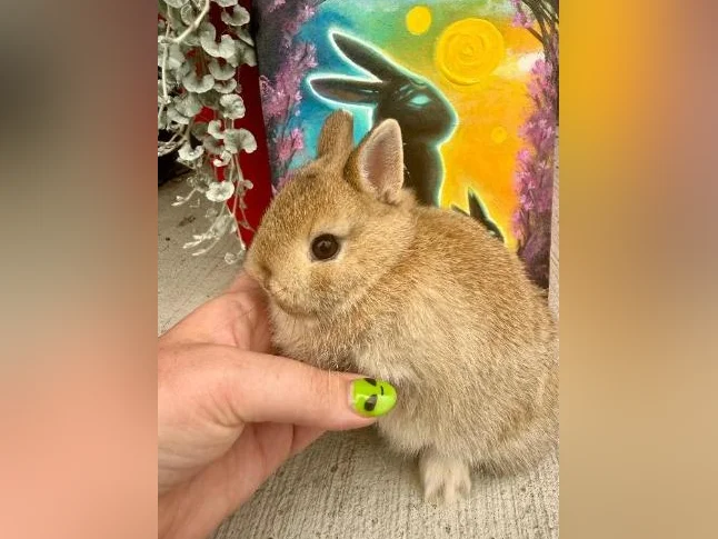 Bébé lapin nain néerlandais(kit départ inclus) thumbnail 6