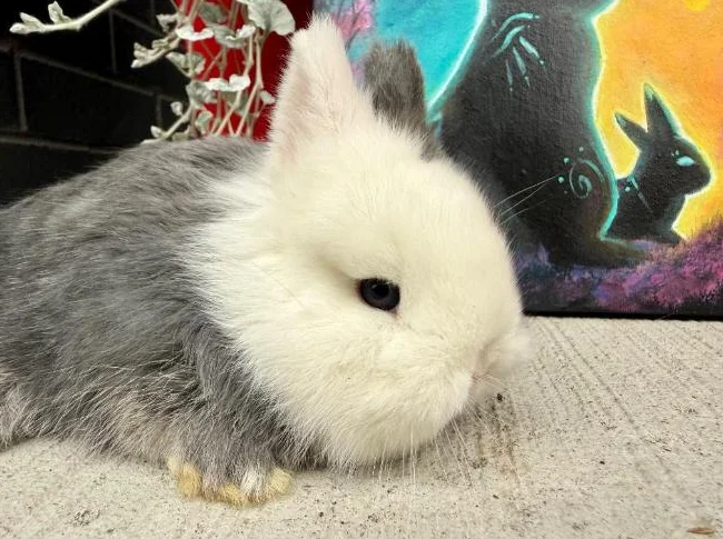 Bébé lapin nain néerlandais(kit départ inclus) thumbnail 2