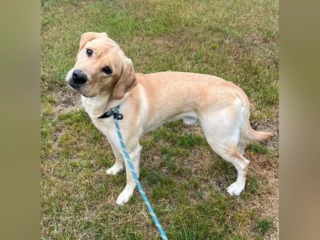 Labrador à vendre