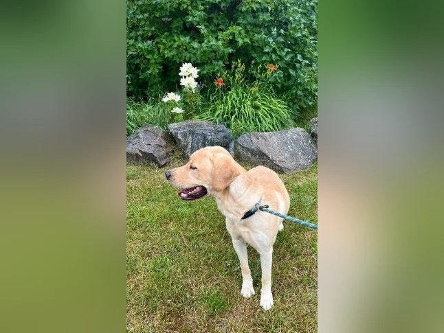 Labrador à vendre thumbnail 2