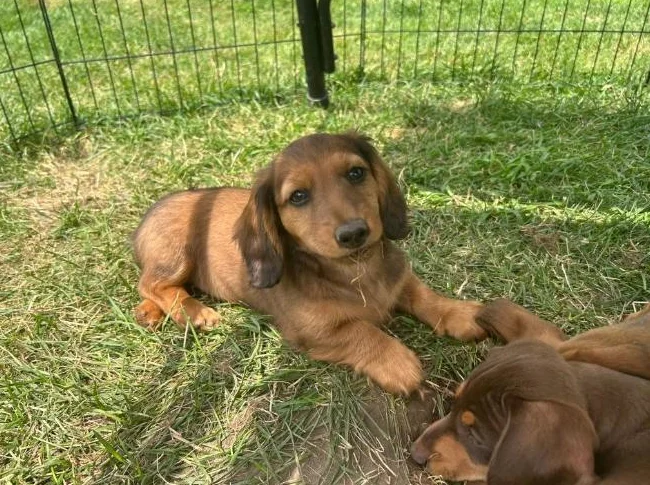 Reste 1 mâle || Chiot TECKEL MINIATURE DACHSHUND Puppy