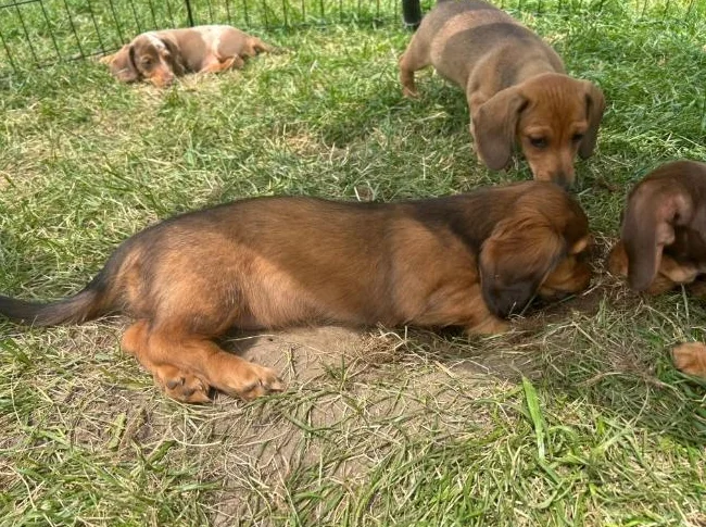 Reste 1 mâle || Chiot TECKEL MINIATURE DACHSHUND Puppy thumbnail 3