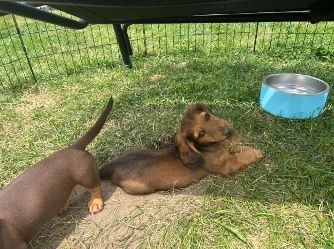 Reste 1 mâle || Chiot TECKEL MINIATURE DACHSHUND Puppy thumbnail 4