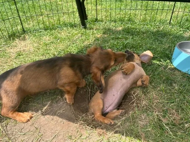 Reste 1 mâle || Chiot TECKEL MINIATURE DACHSHUND Puppy thumbnail 2