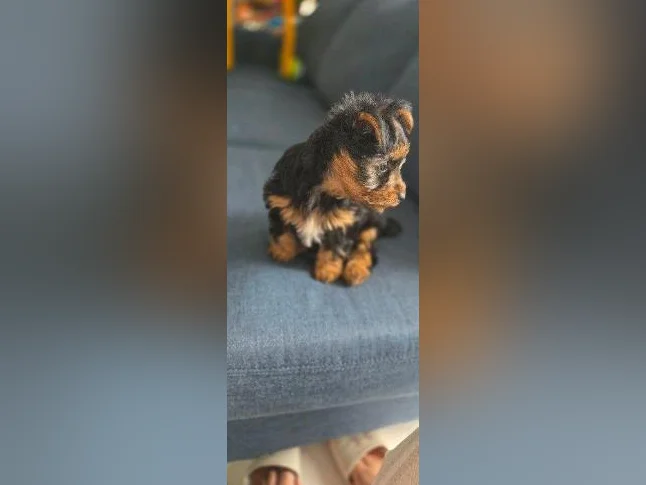 BEBE YORKSHIRE TERRIER PRET POUR L'ADOPTION thumbnail 4