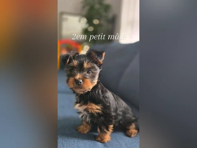 BEBE YORKSHIRE TERRIER PRET POUR L'ADOPTION