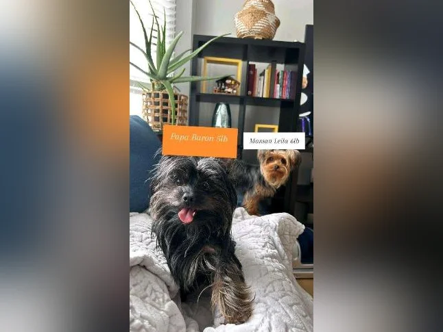 BEBE YORKSHIRE TERRIER PRET POUR L'ADOPTION thumbnail 5