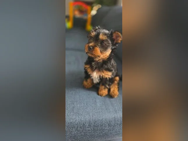 BEBE YORKSHIRE TERRIER PRET POUR L'ADOPTION thumbnail 2