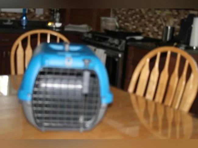 Cage de transport pour chat ou chien