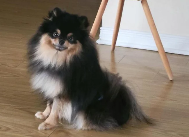 Pomeranien