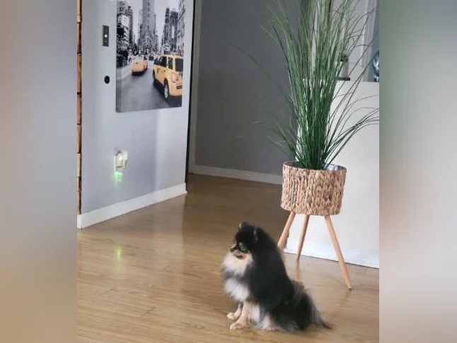 Pomeranien thumbnail 3