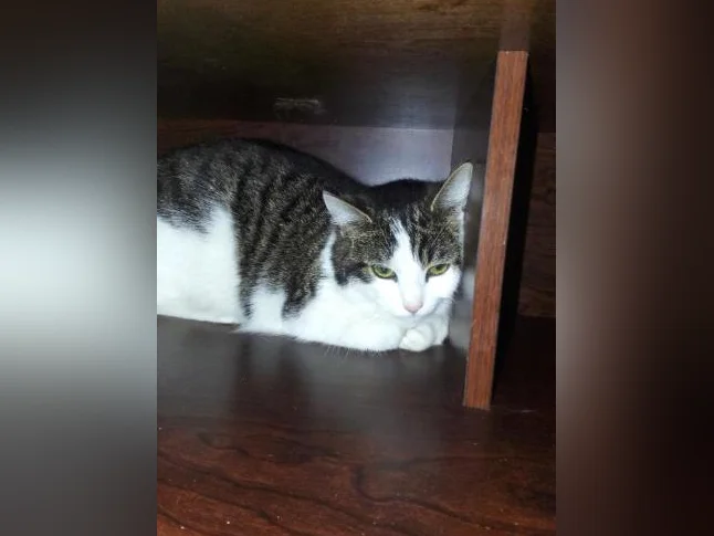Chat qui recherche une famille elle est super douce