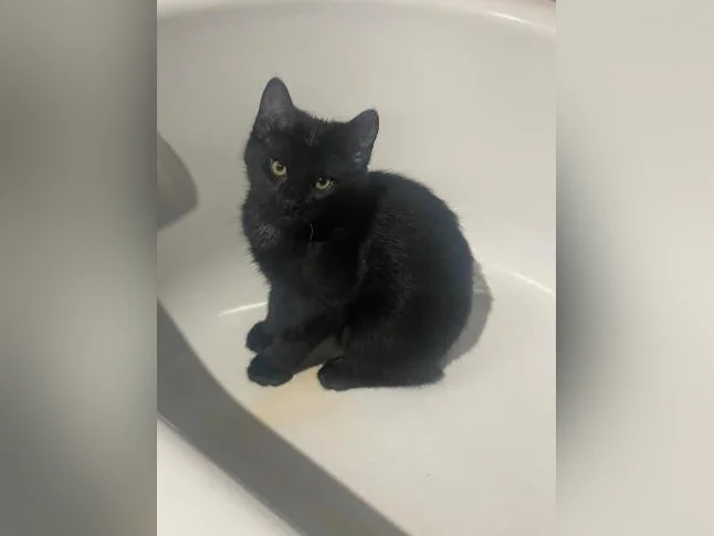 Chatons à vendre 75$