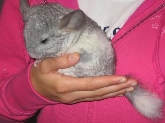 CHINCHILLAS,éleveur
