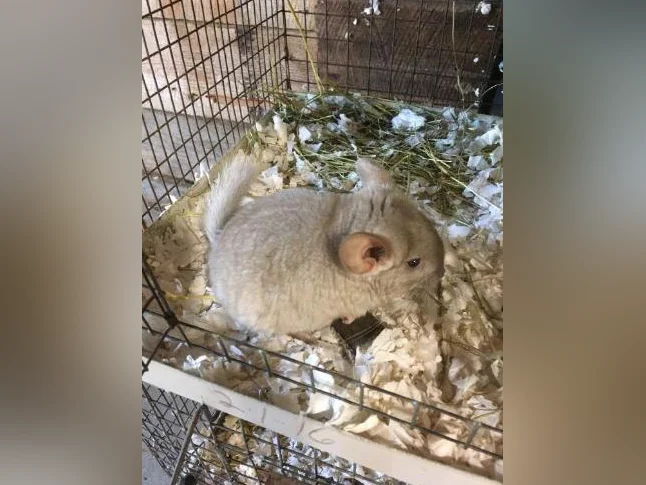 CHINCHILLAS,éleveur thumbnail 2