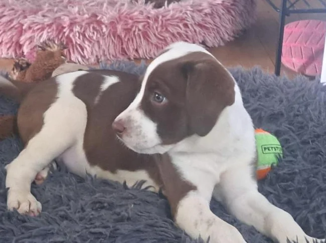 Chiot dalmatien x thumbnail 5