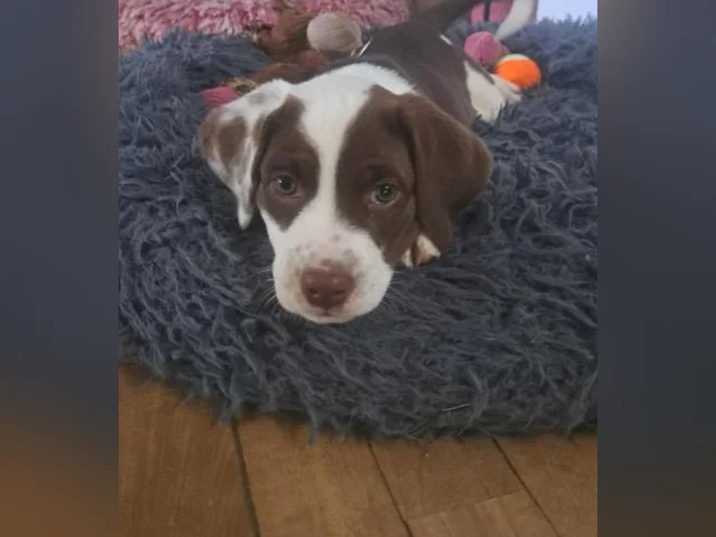 Chiot dalmatien x thumbnail 2