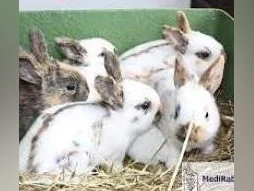 LAPINS LAPEREAUX et ADULTES