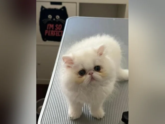 Chaton Persan