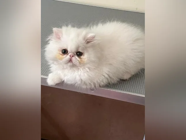 Chaton Persan thumbnail 2