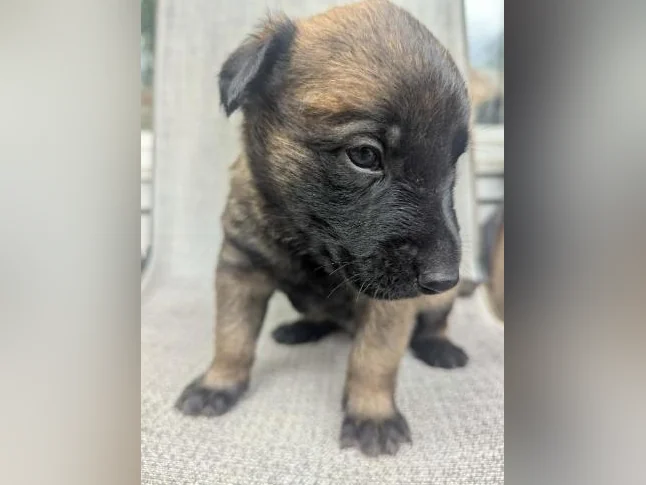Berger belge Malinois chiots disponibles à l'adoption