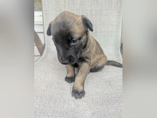 Berger belge Malinois chiots disponibles à l'adoption thumbnail 2