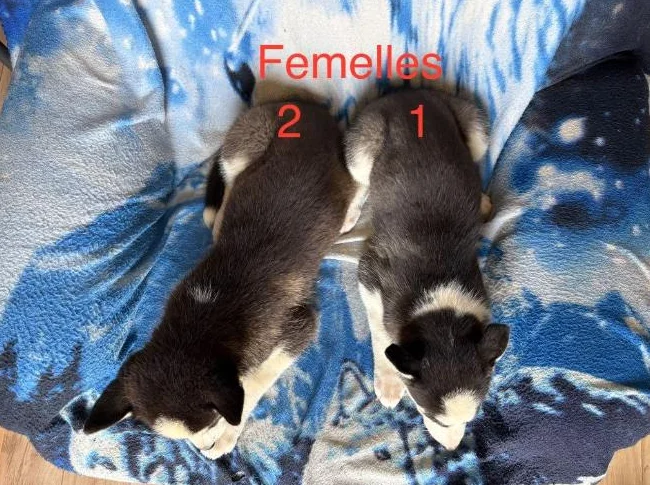 Chiots Husky Sibérien thumbnail 2