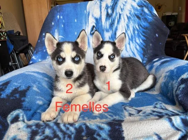 Chiots Husky Sibérien