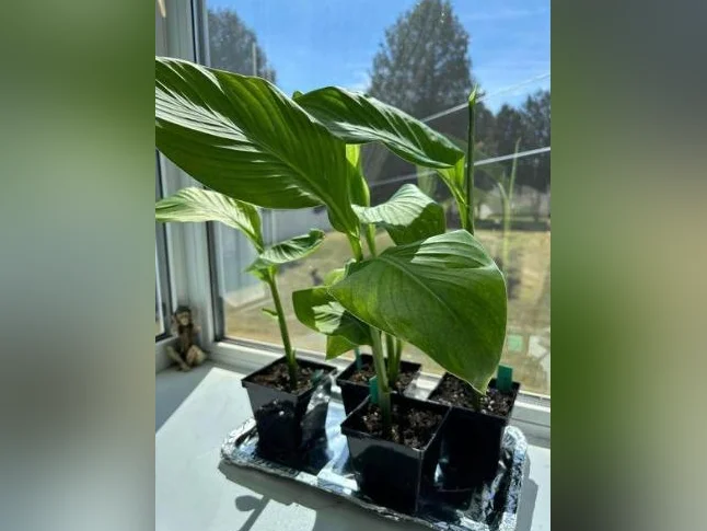Canna ( Vert ) Fleur Rouge 5$/ch ``Fire Dragon`` Vaut 30$ et plus en Pépinière