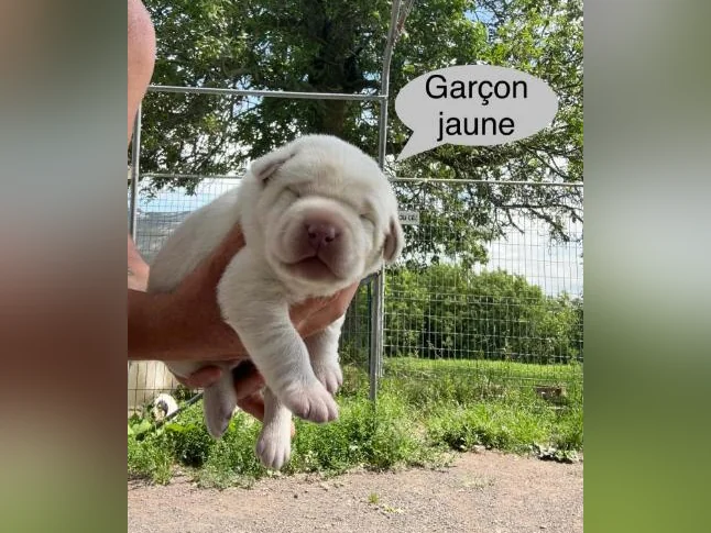Labrador thumbnail 3