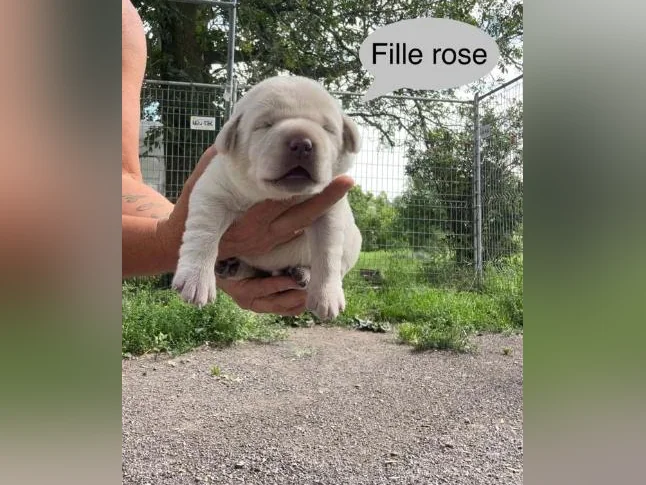 Labrador thumbnail 2