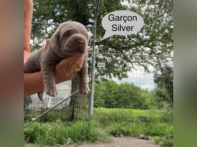 Labrador thumbnail 5