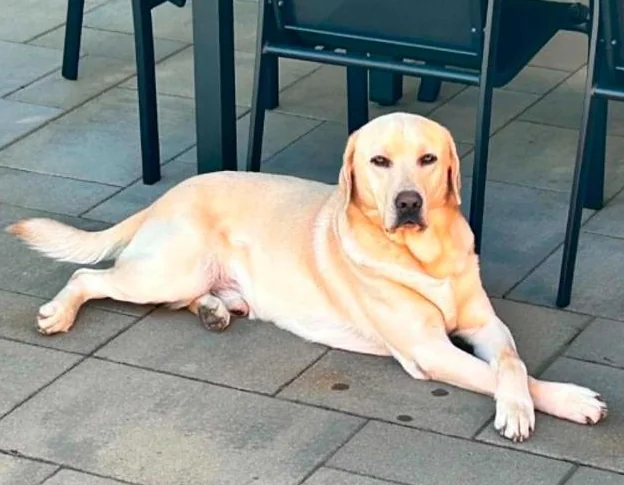 Labrador thumbnail 7