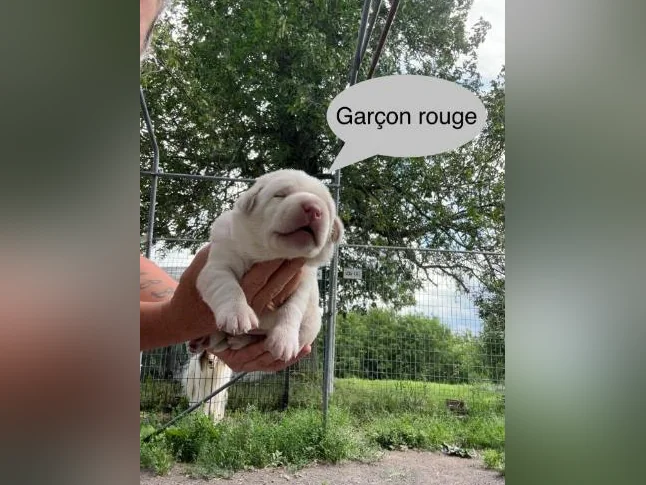 Labrador thumbnail 4