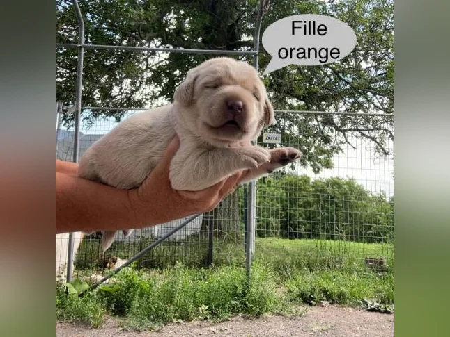 Labrador