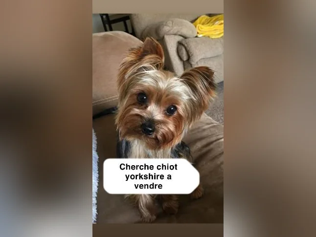 Je cherche un petit yorkshire