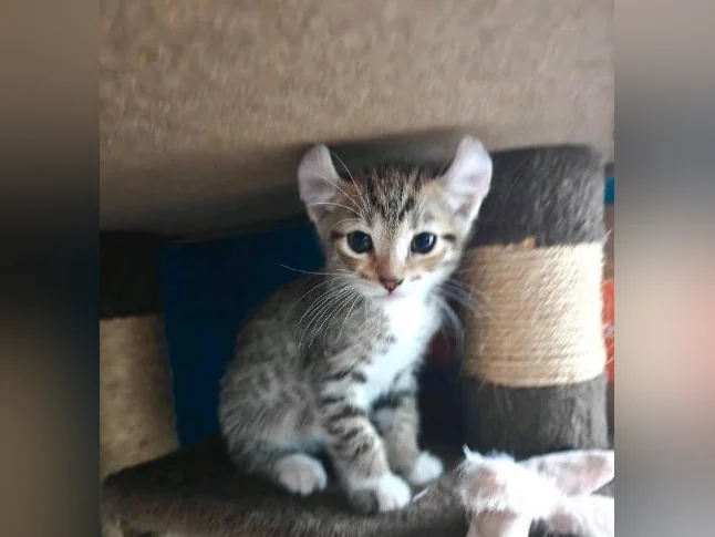 Highlands lynx x Bengal snow