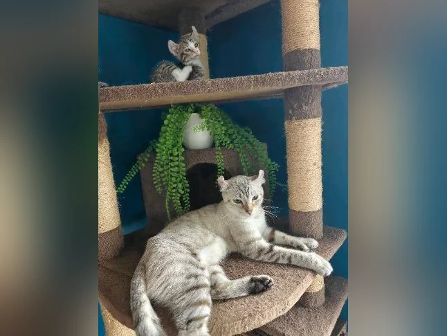 Highlands lynx x Bengal snow thumbnail 7