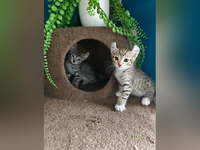 Highlands lynx x Bengal snow thumbnail 4