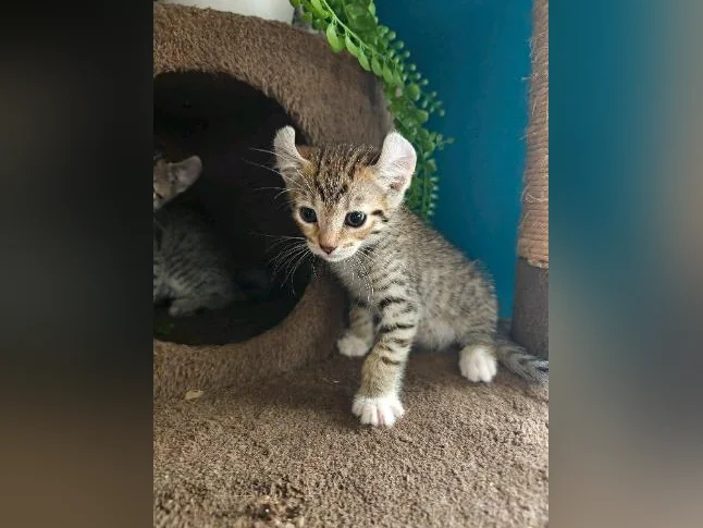 Highlands lynx x Bengal snow thumbnail 2