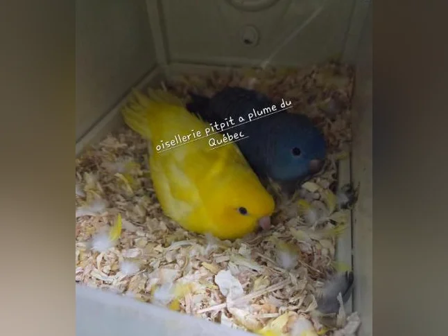Touis Catherine et cockatiel
